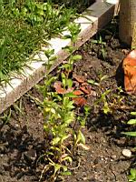 Carthame des teinturiers, Safran des teinturiers, Carthamus tinctorius L., Safran batard (2) (Photo F. Mrugala)